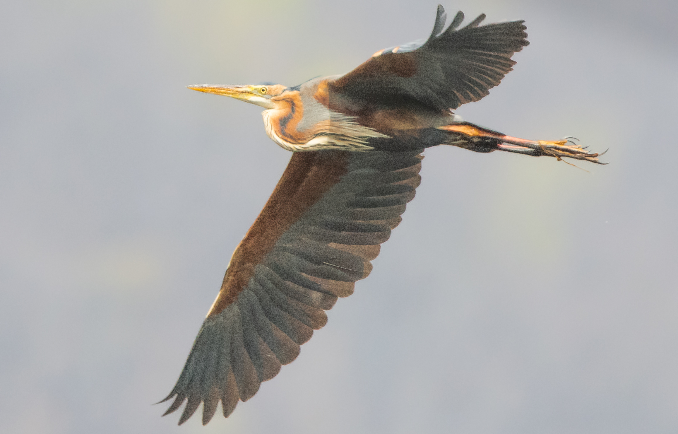 purple heron