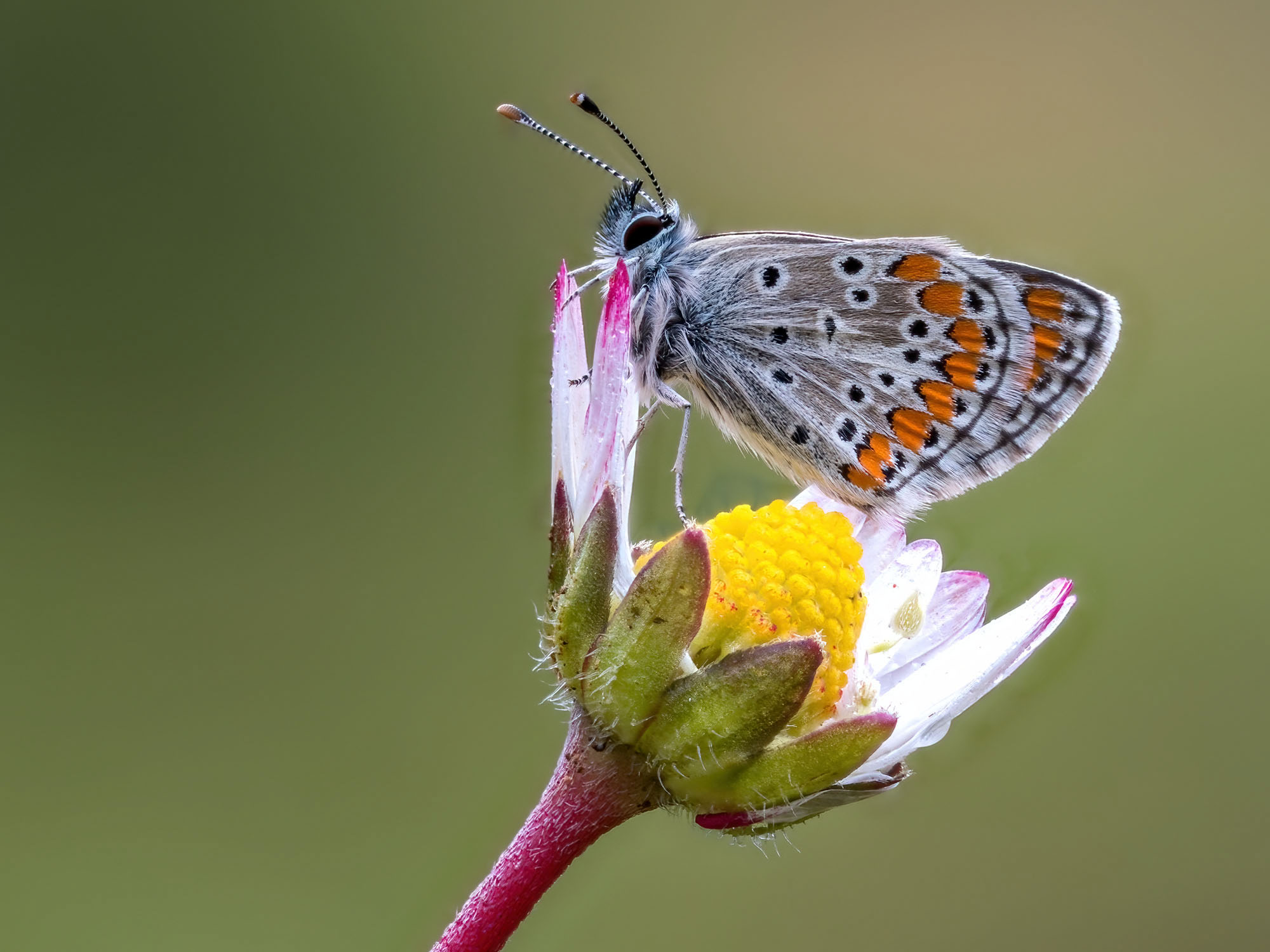Lycaenidae