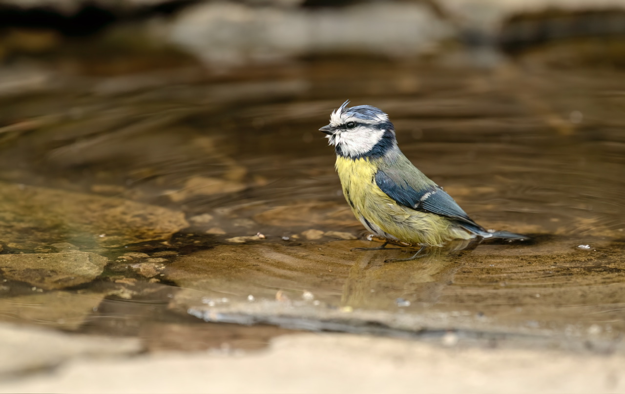 Cinciarella al bagno