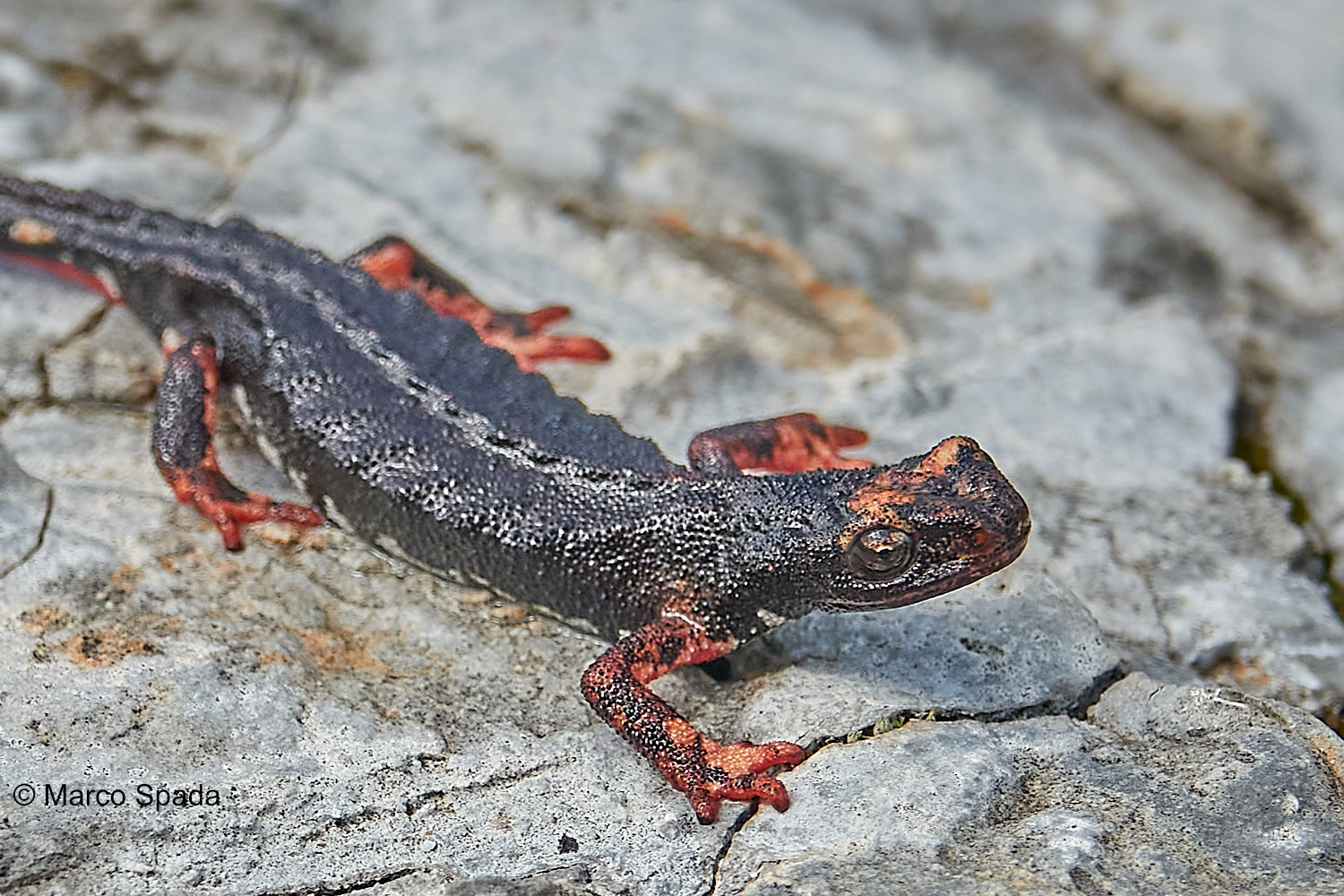 Perspicillata salamander