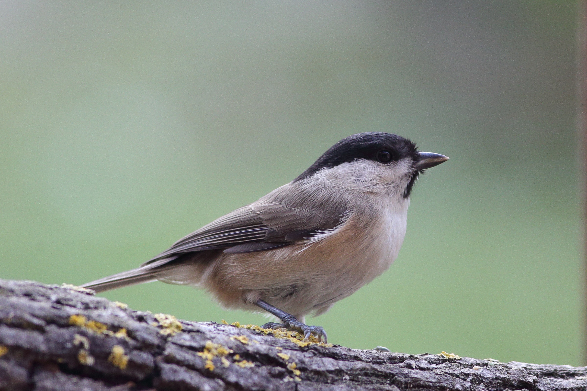 Parus palustris  cincia bigia