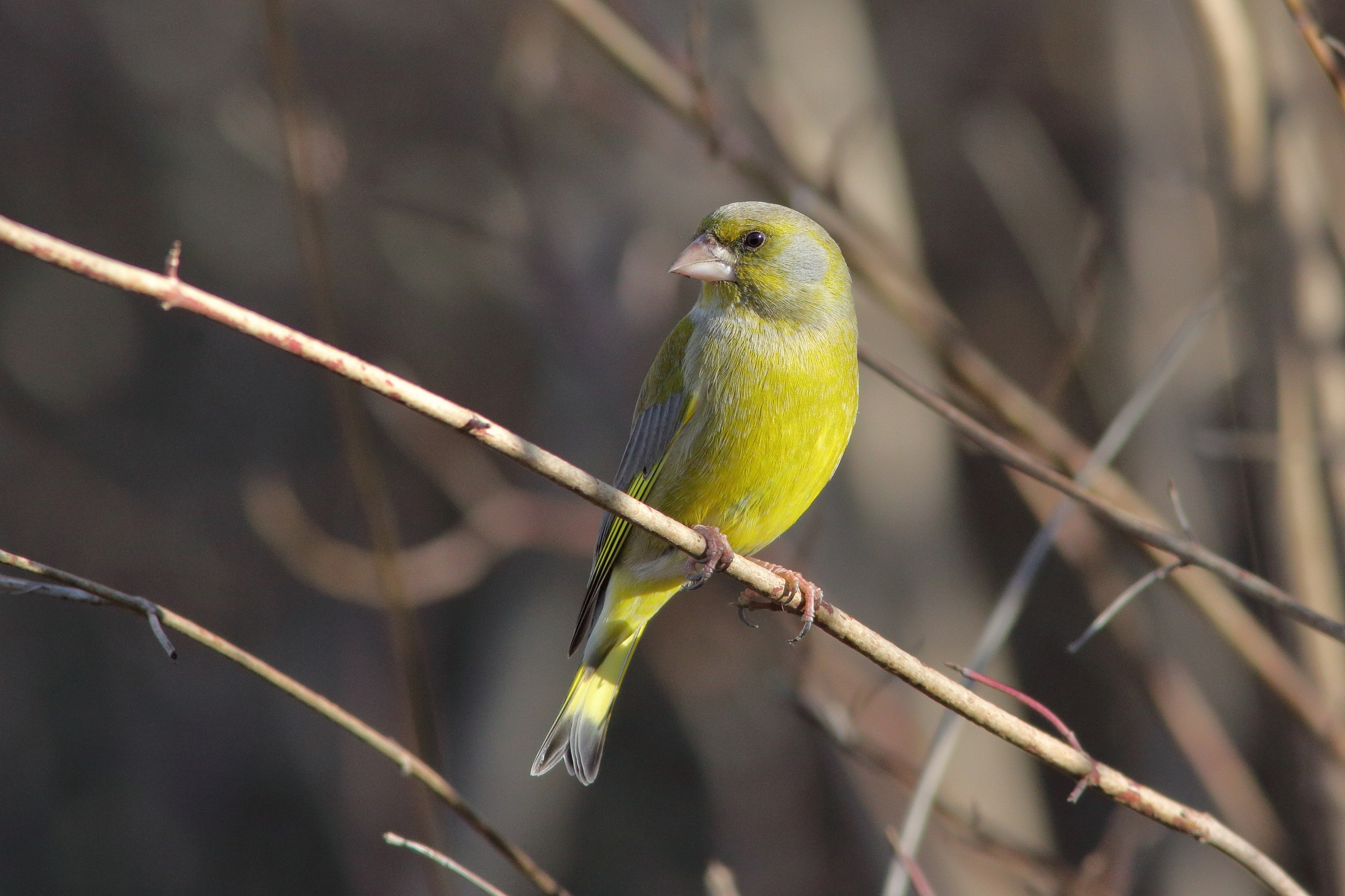 Carduelis chloris   verdone
