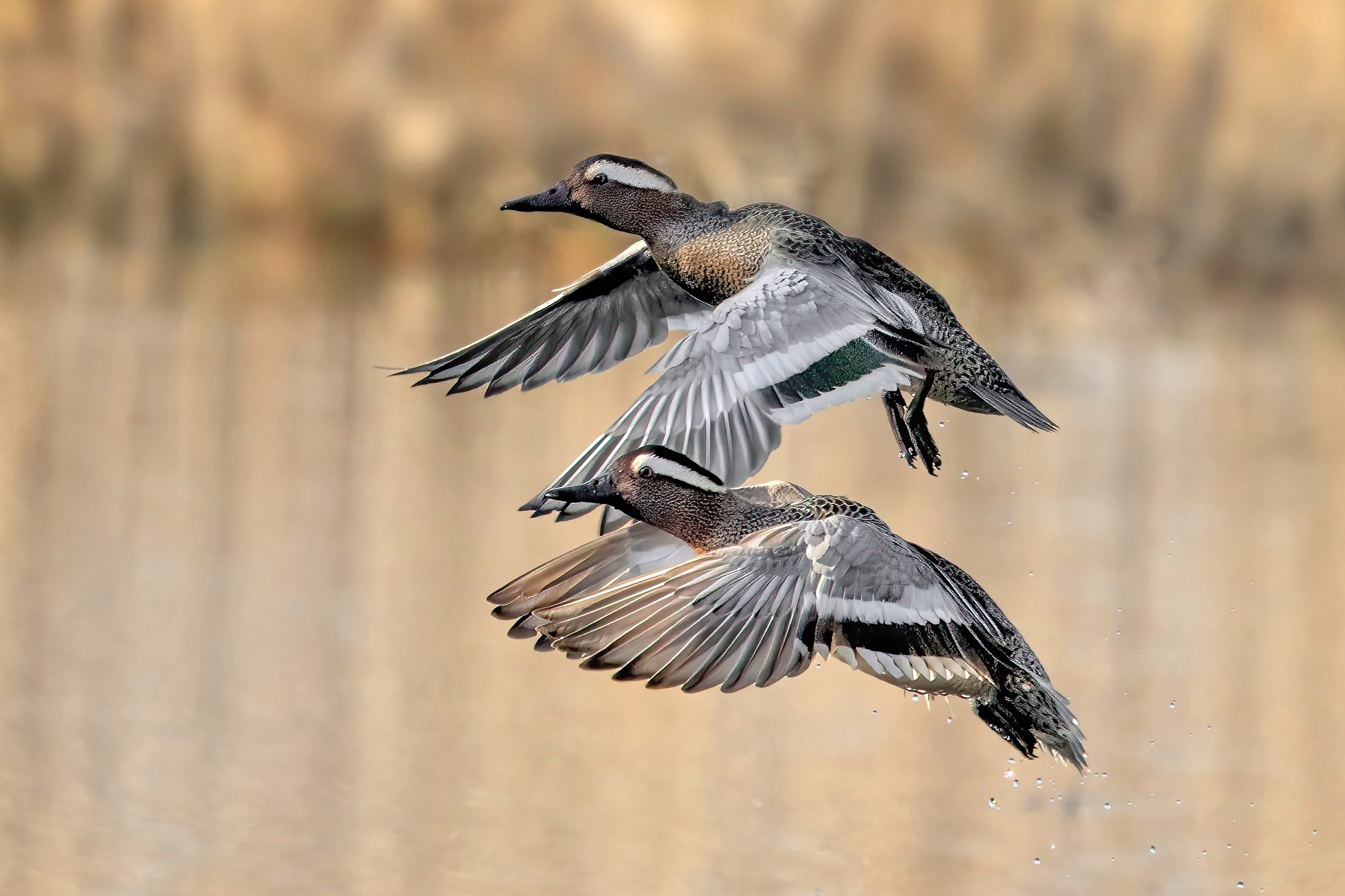 Garganey (Spatula querquedula)