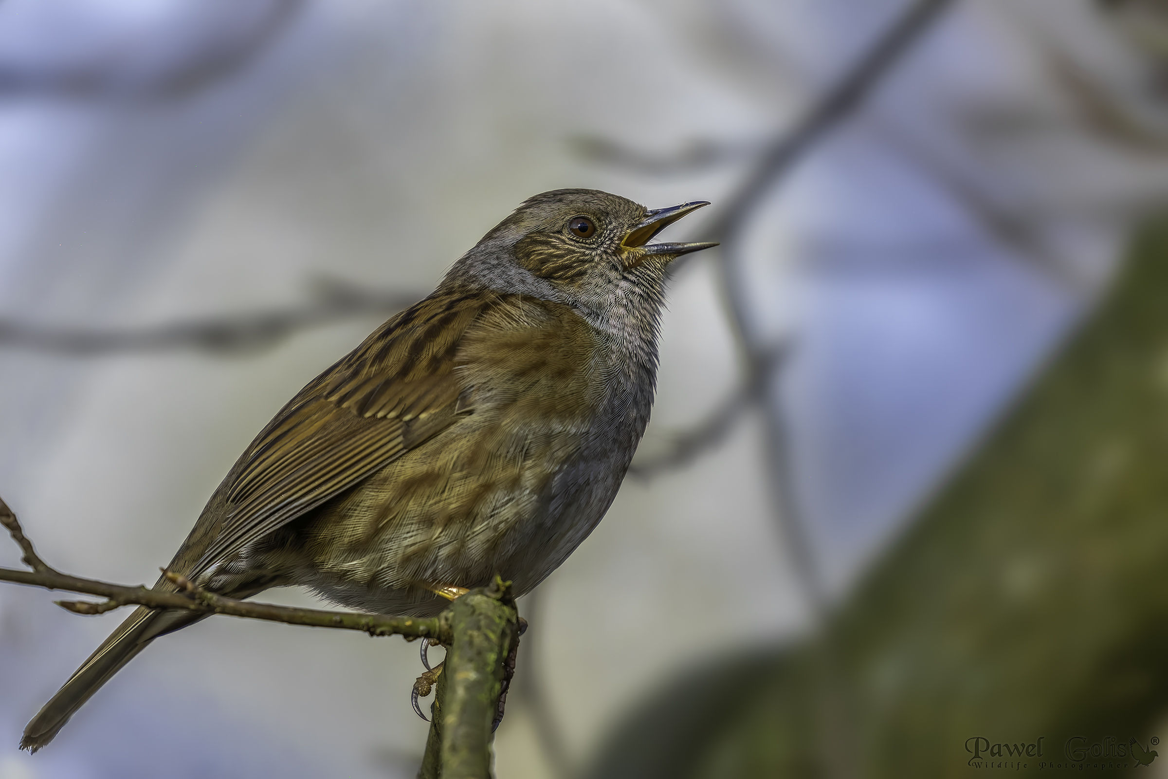 Dunnock (Prunella modularis)