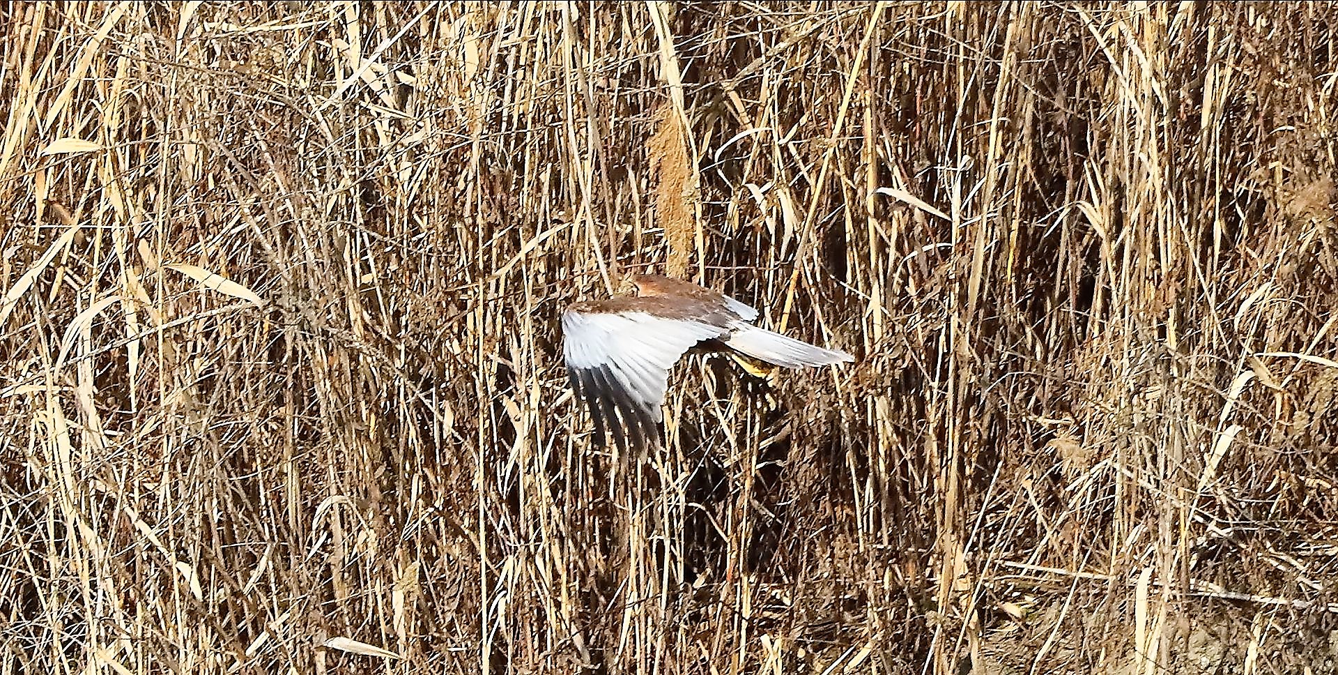 Nibbio bruno 03-02-2023