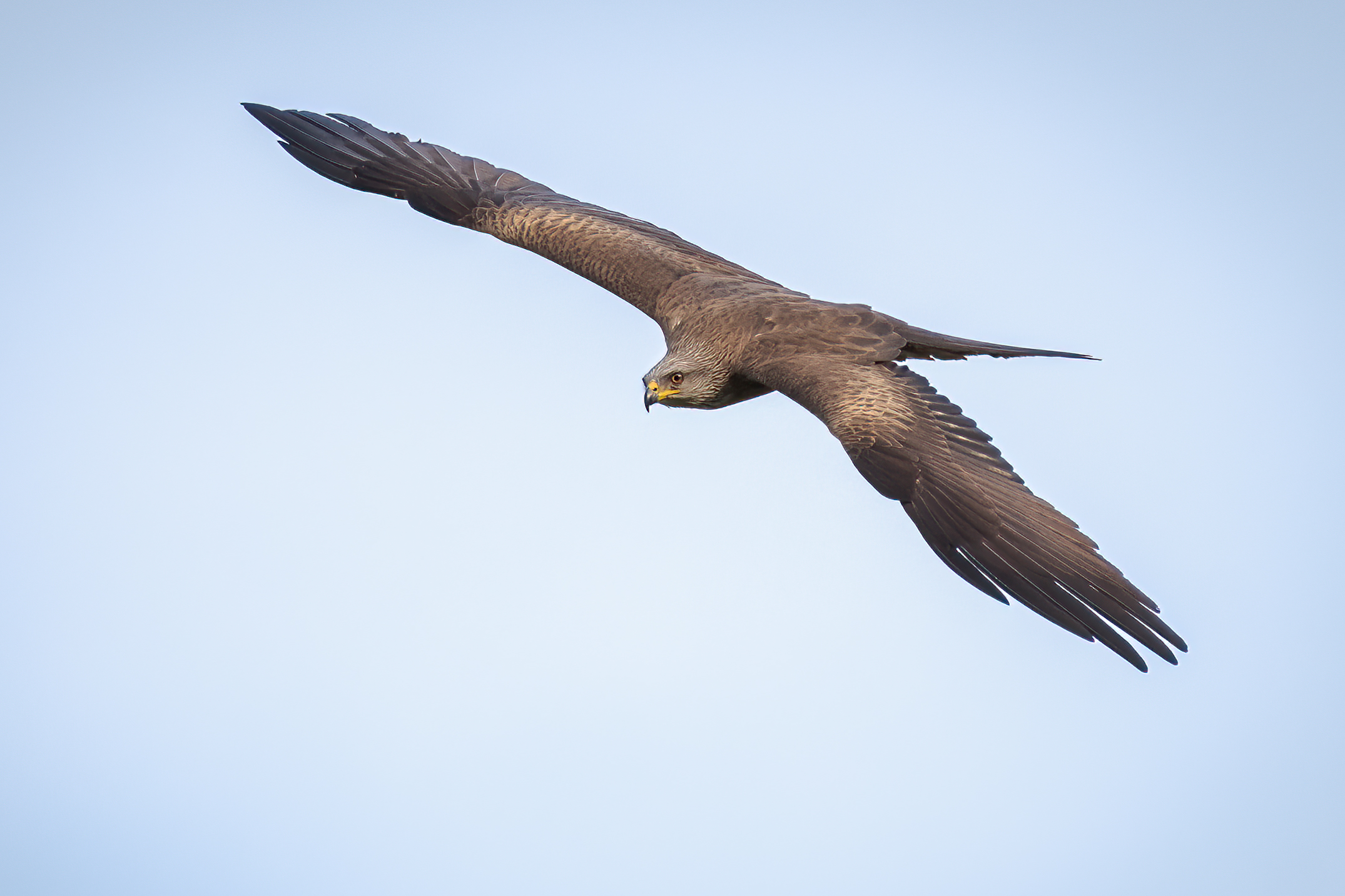 Brown kite in flight