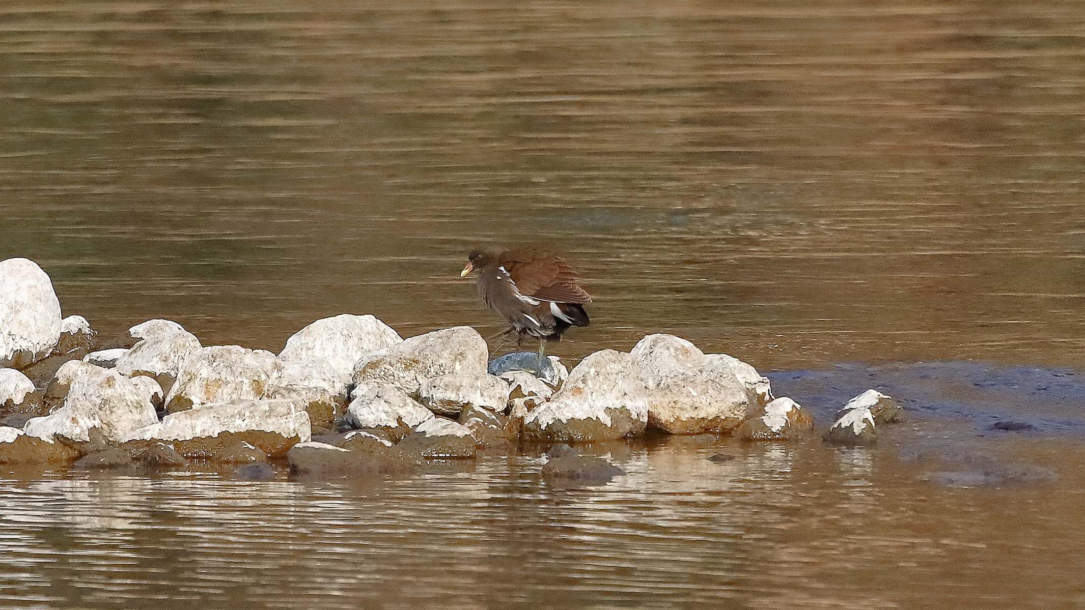 Gallinella 17 febbraio 2023