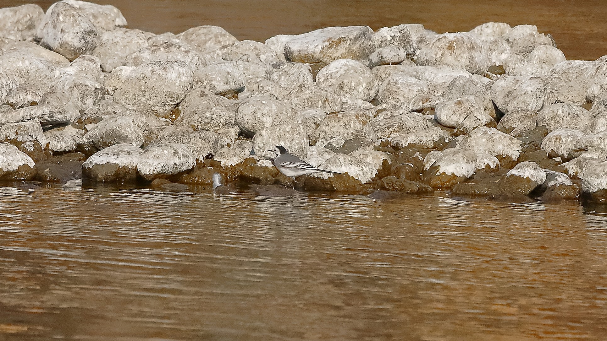 Ballerina 17 febbraio 2023