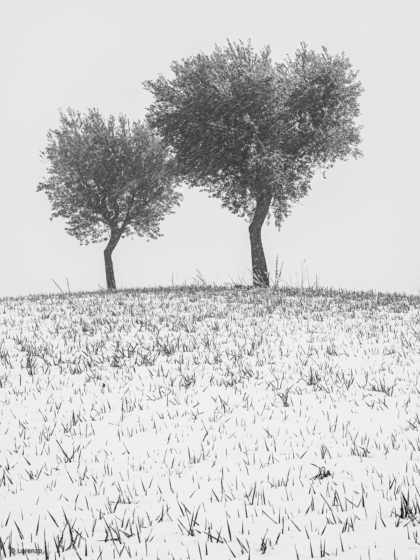 olive trees wind and snow