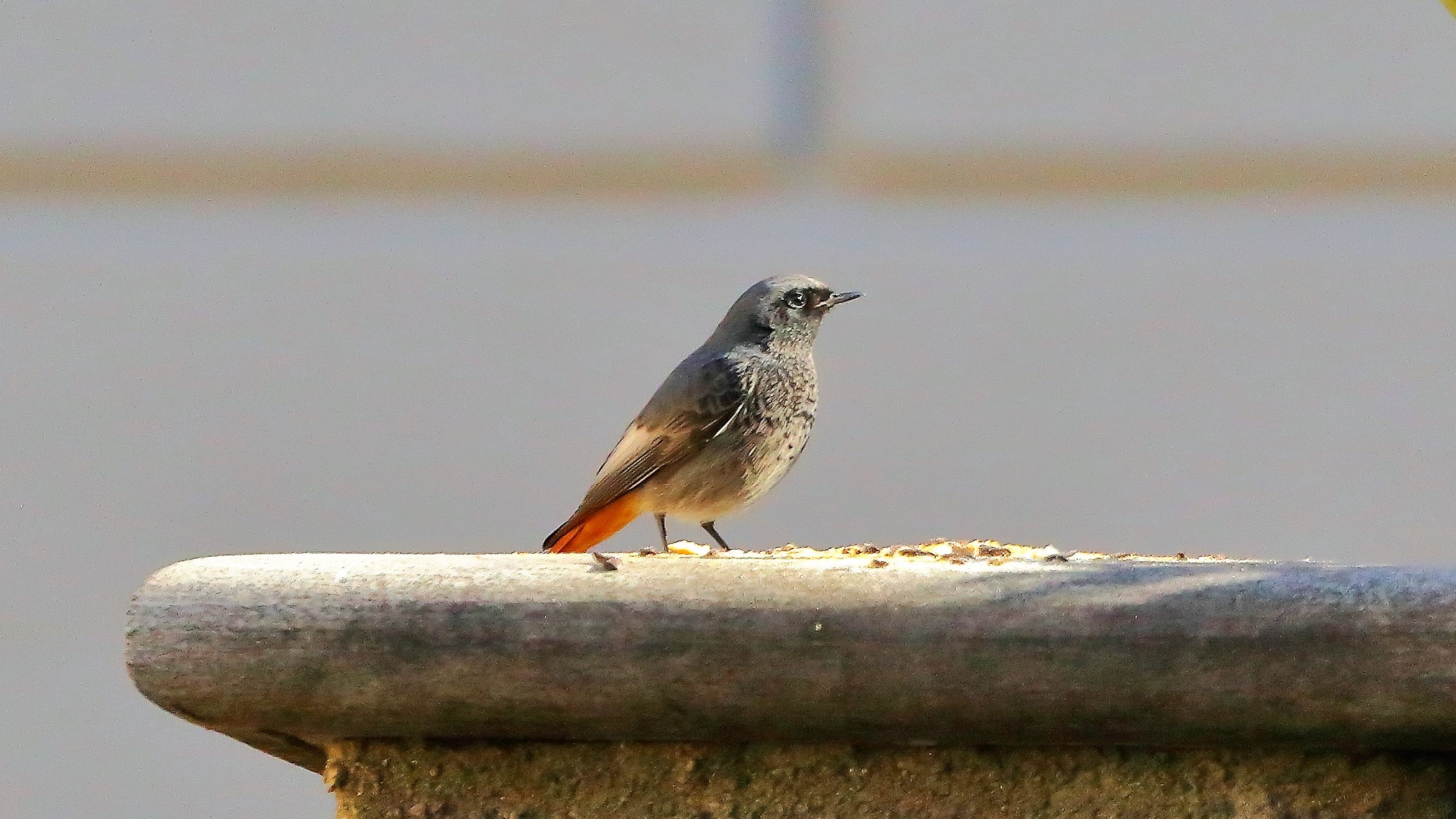 Codirosso 10 febbraio 2023