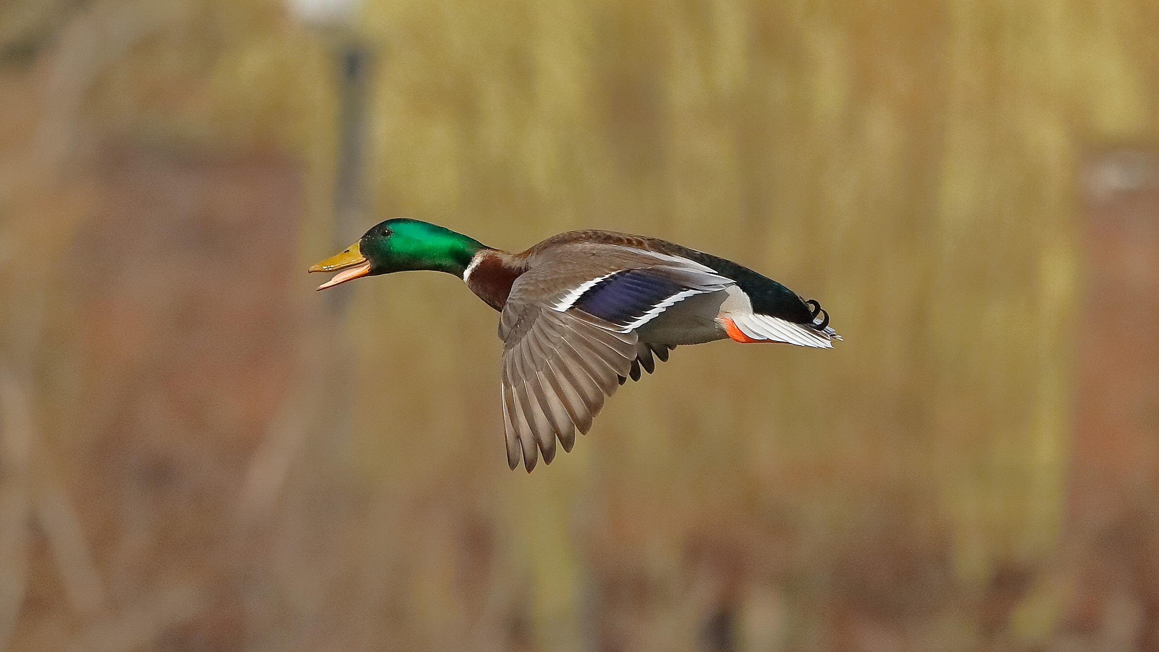 Germano 17 febbraio 2023