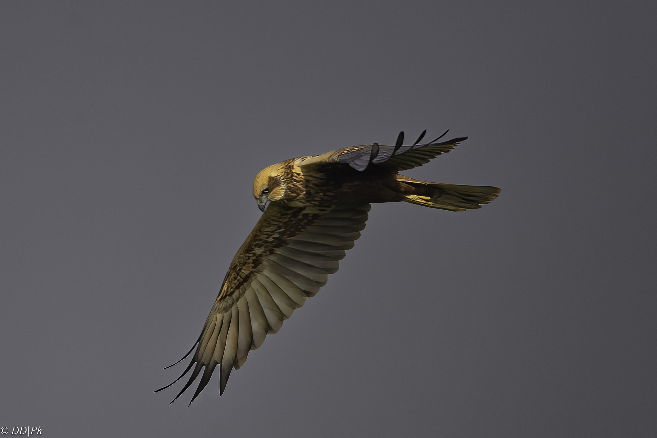 Marsh harrier