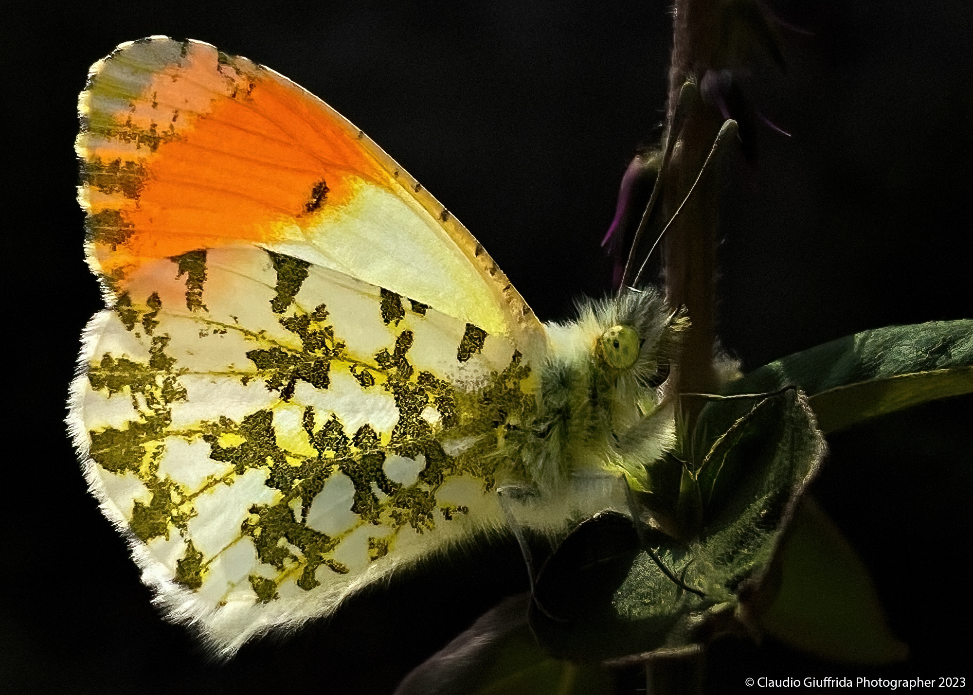 Anthocharis cardamines