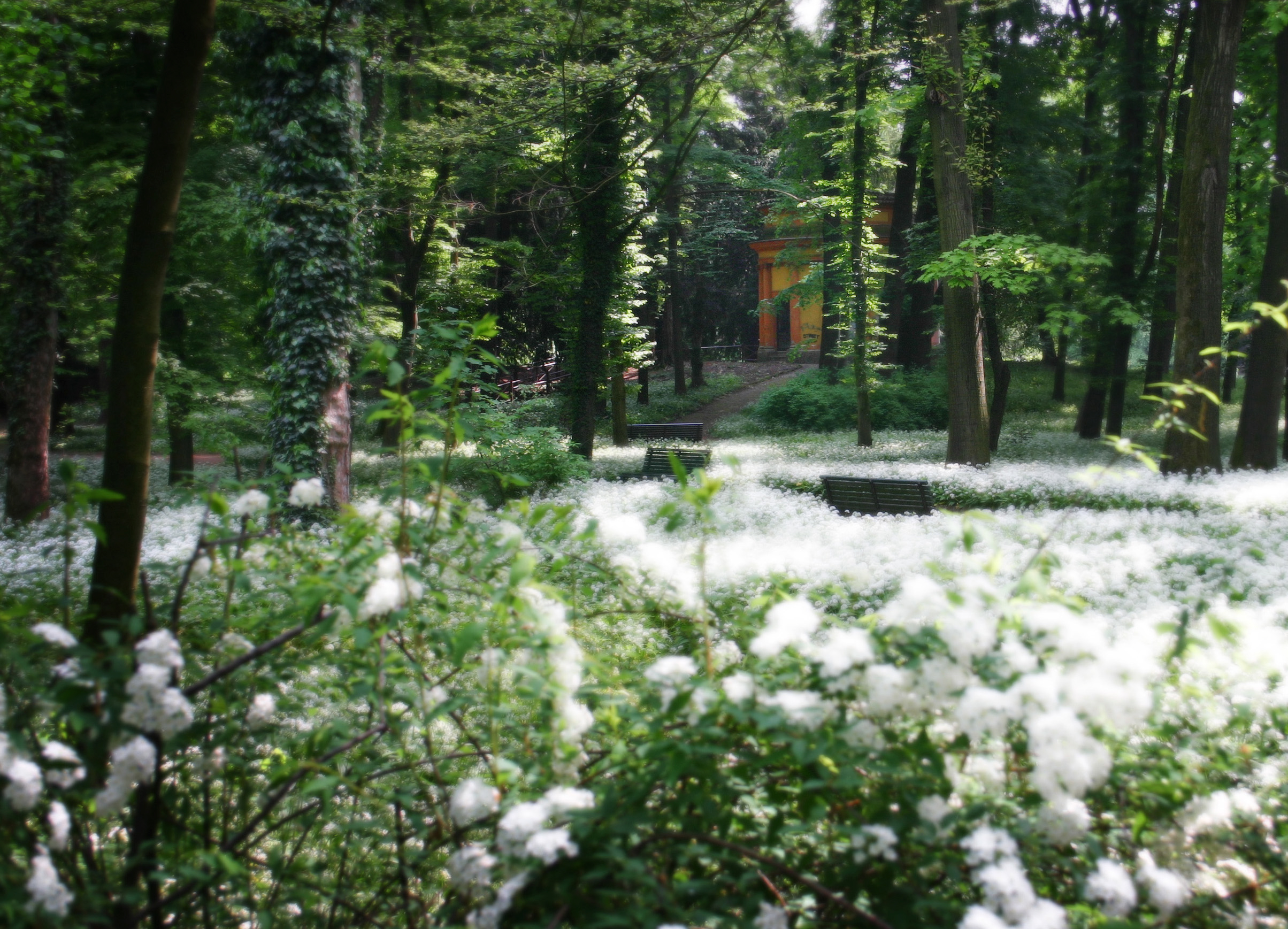 Villa Reale Monza. Fioritura aglio selvatico
