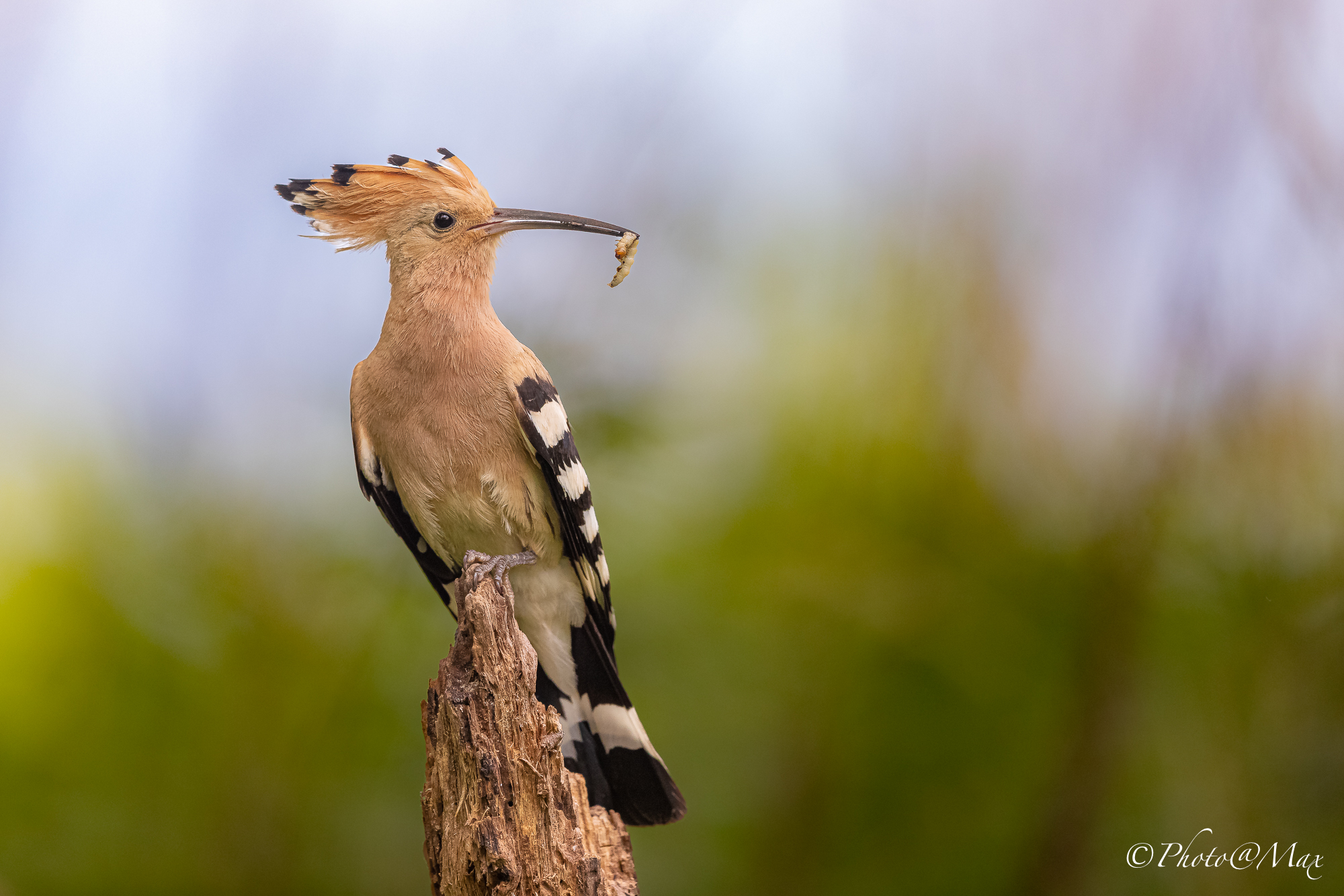 Hoopoe