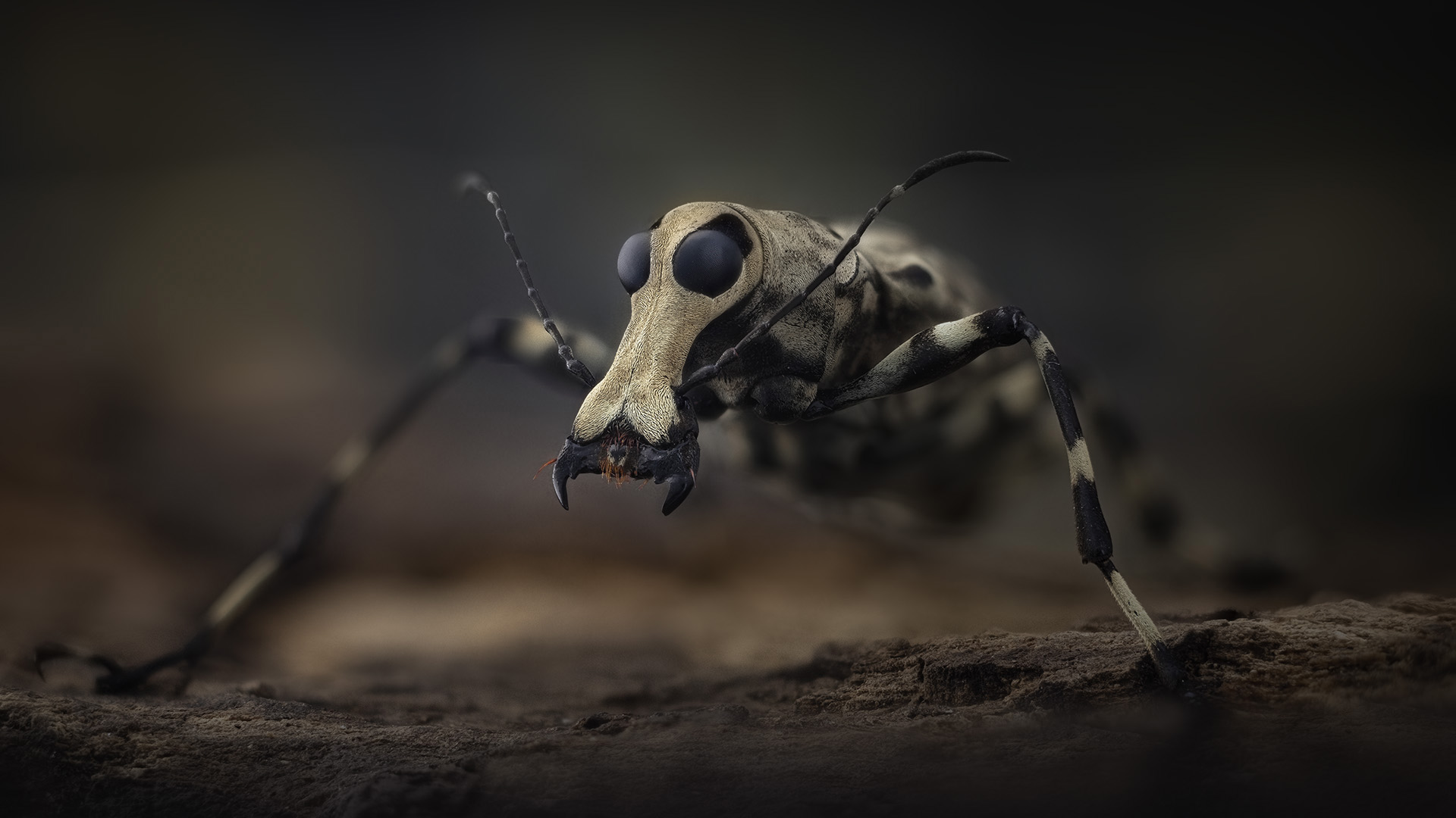 Mecocerus gazella, fungus weevil