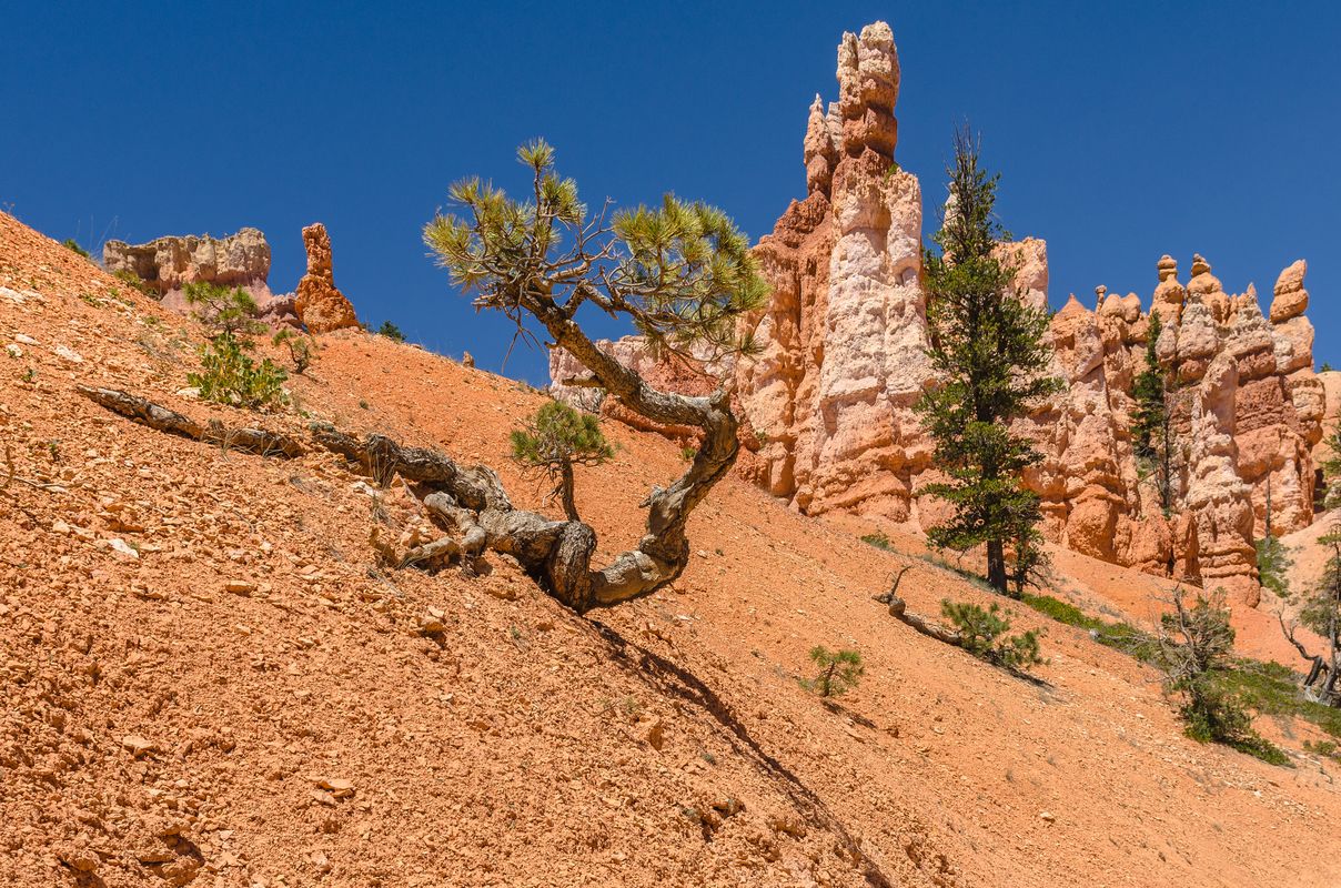 USA - Bryce Canyon - Utah