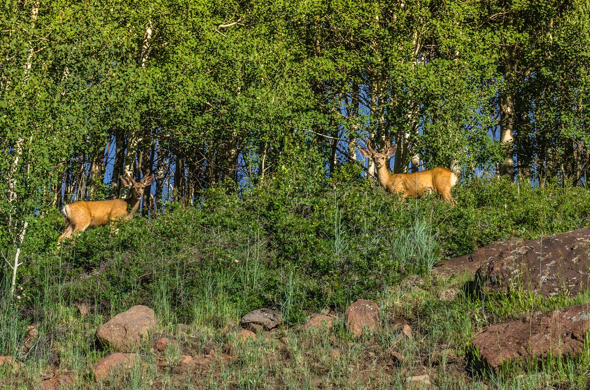 Cervo sulla strada 12 - Utah