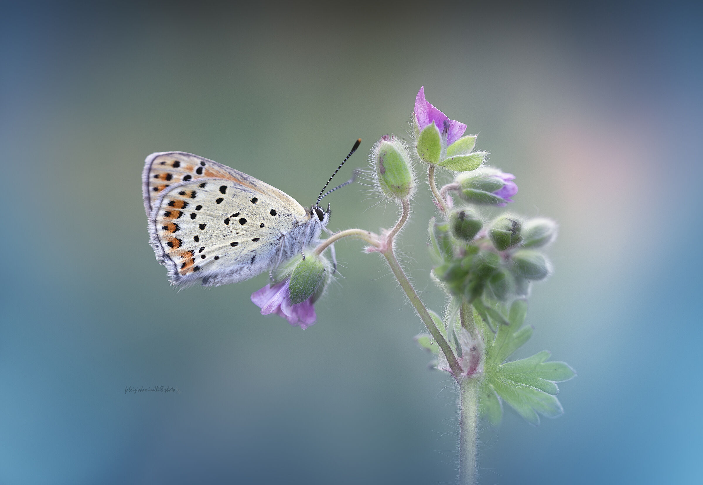 Sooty Copper - Lycaena tityrus