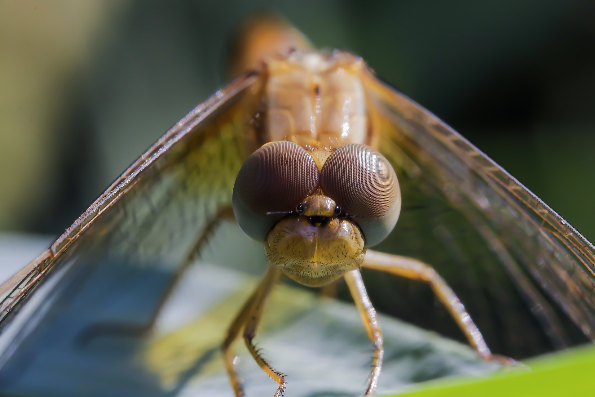 Female Crocothemis erythraea