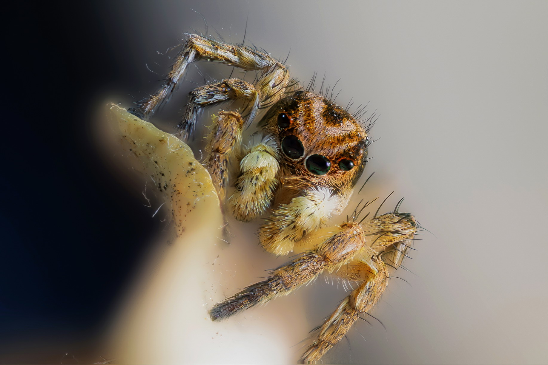 Aelurillus v-insignitus