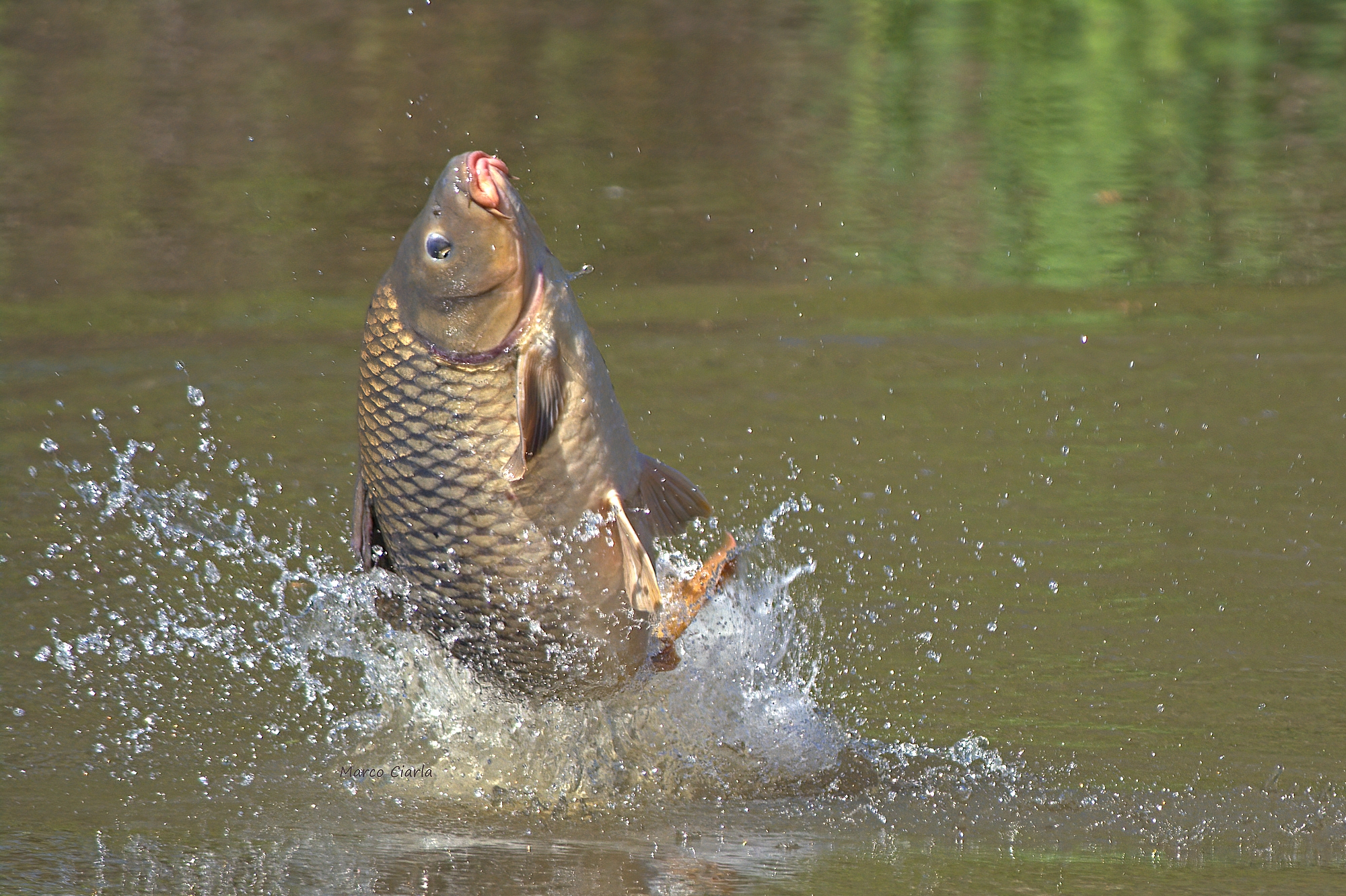 Quando salta la Regina ... (Cyprinus carpio)
