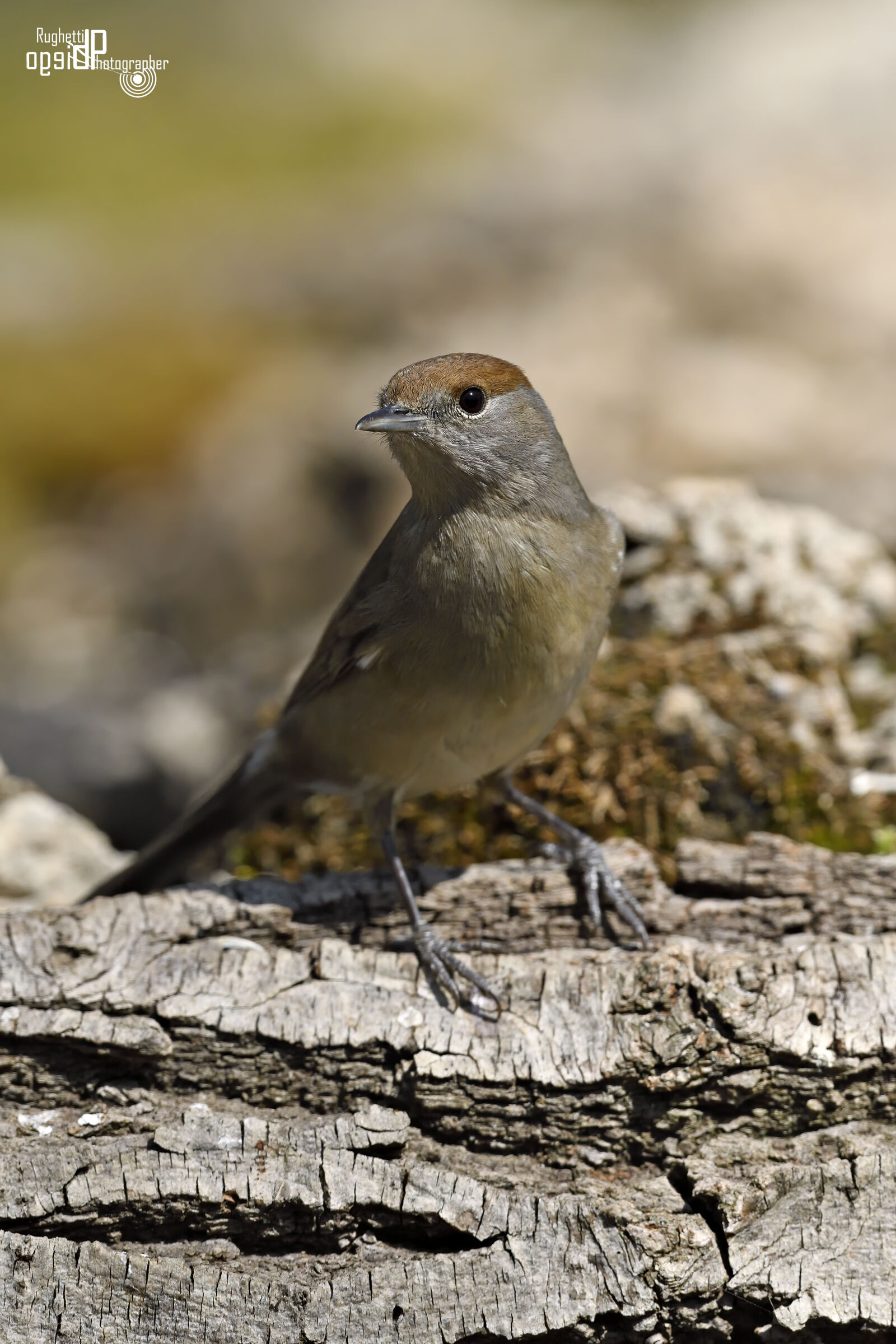 Blackcap