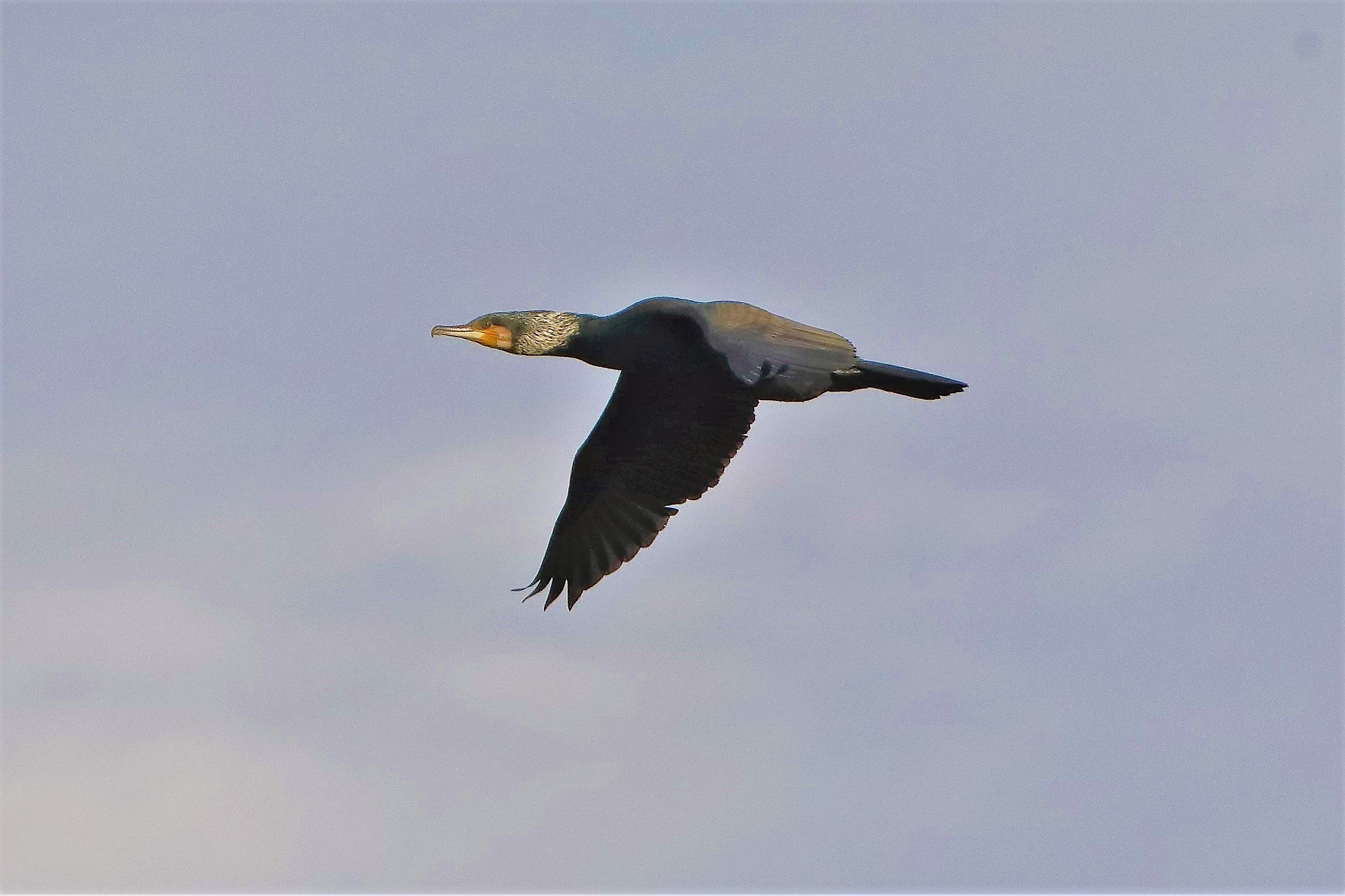 Cormorano 03-02-2023