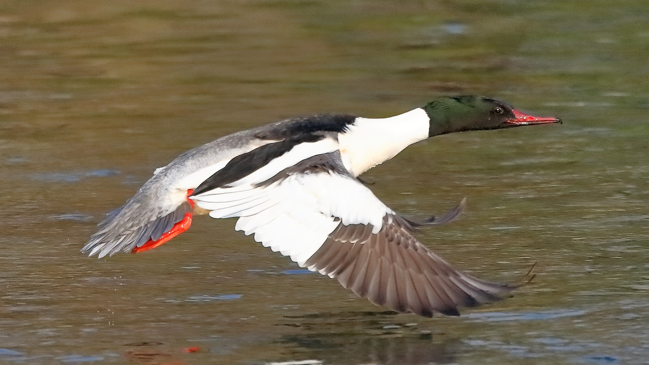 smergo M 17 febbraio 2023