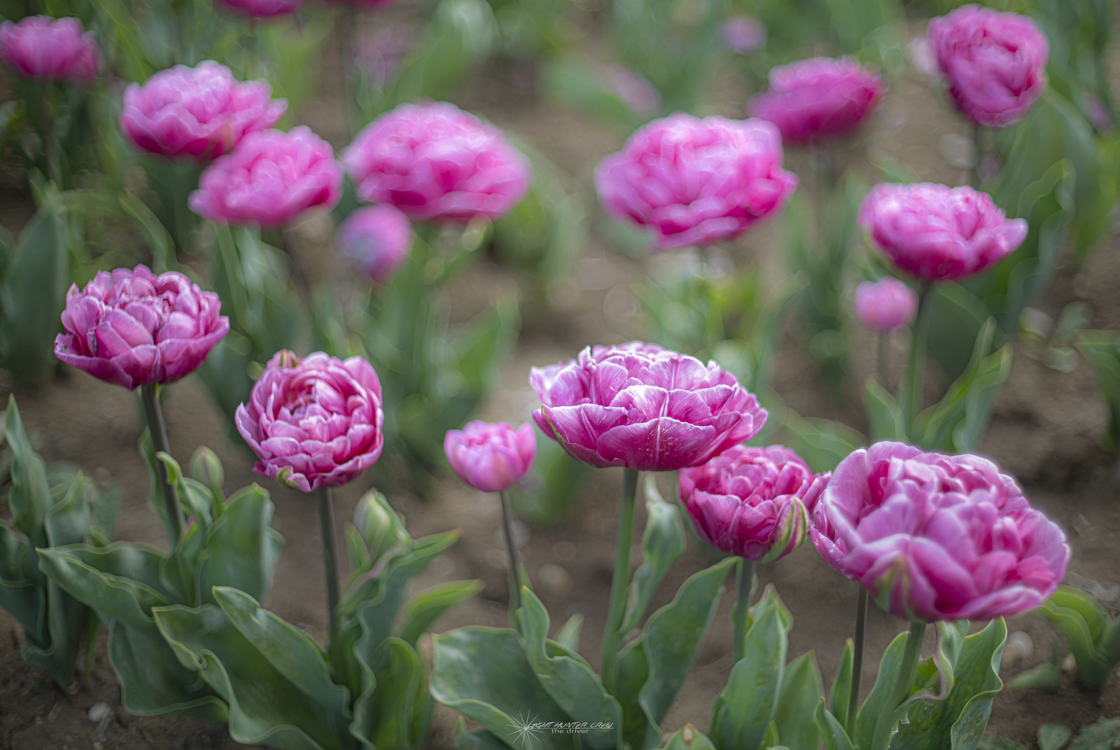 Tulipani al massimo splendore..