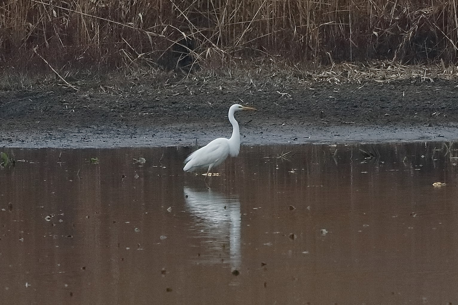 airone BM 22 febbraio 2023