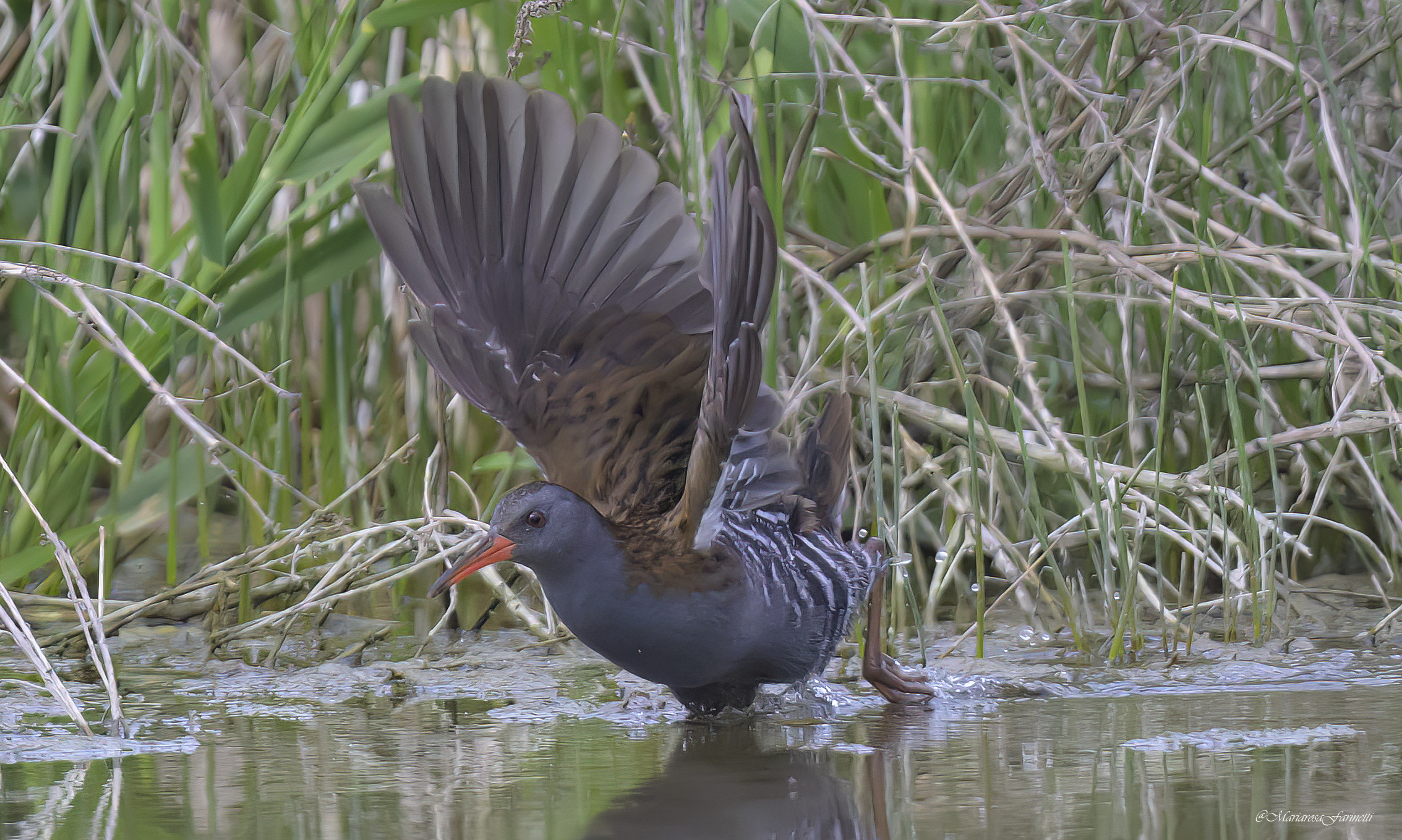 Porciglione Pronto al Decollo