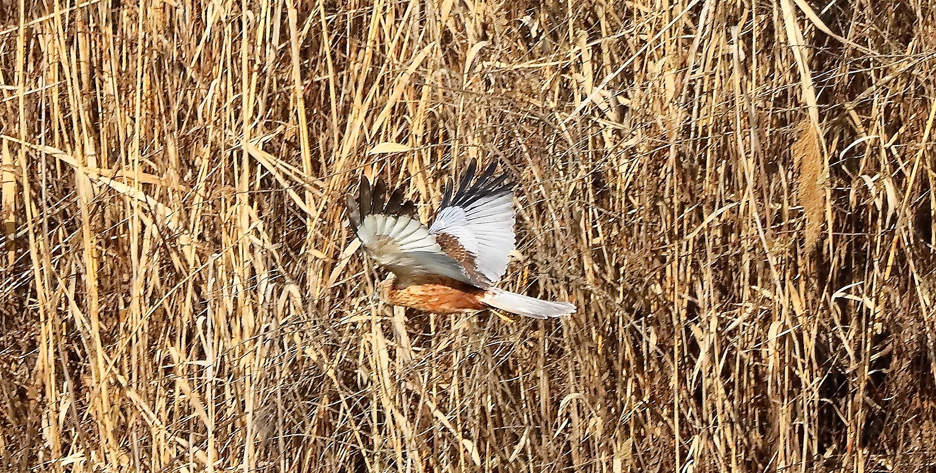 Falco di palude 03-02-2023