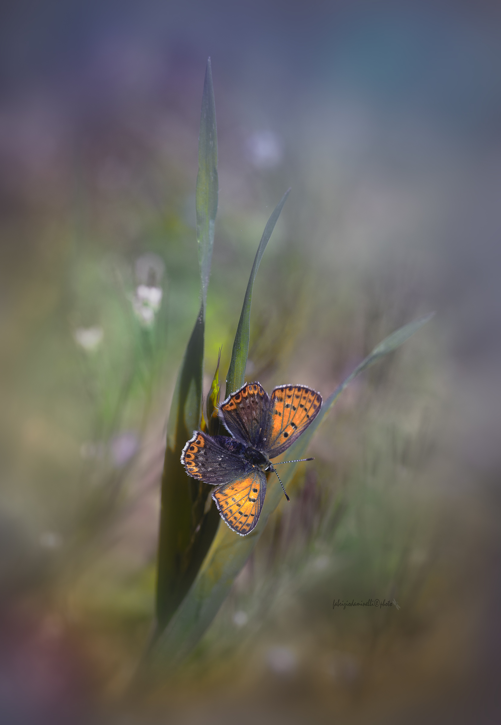 Lycaena tityrus