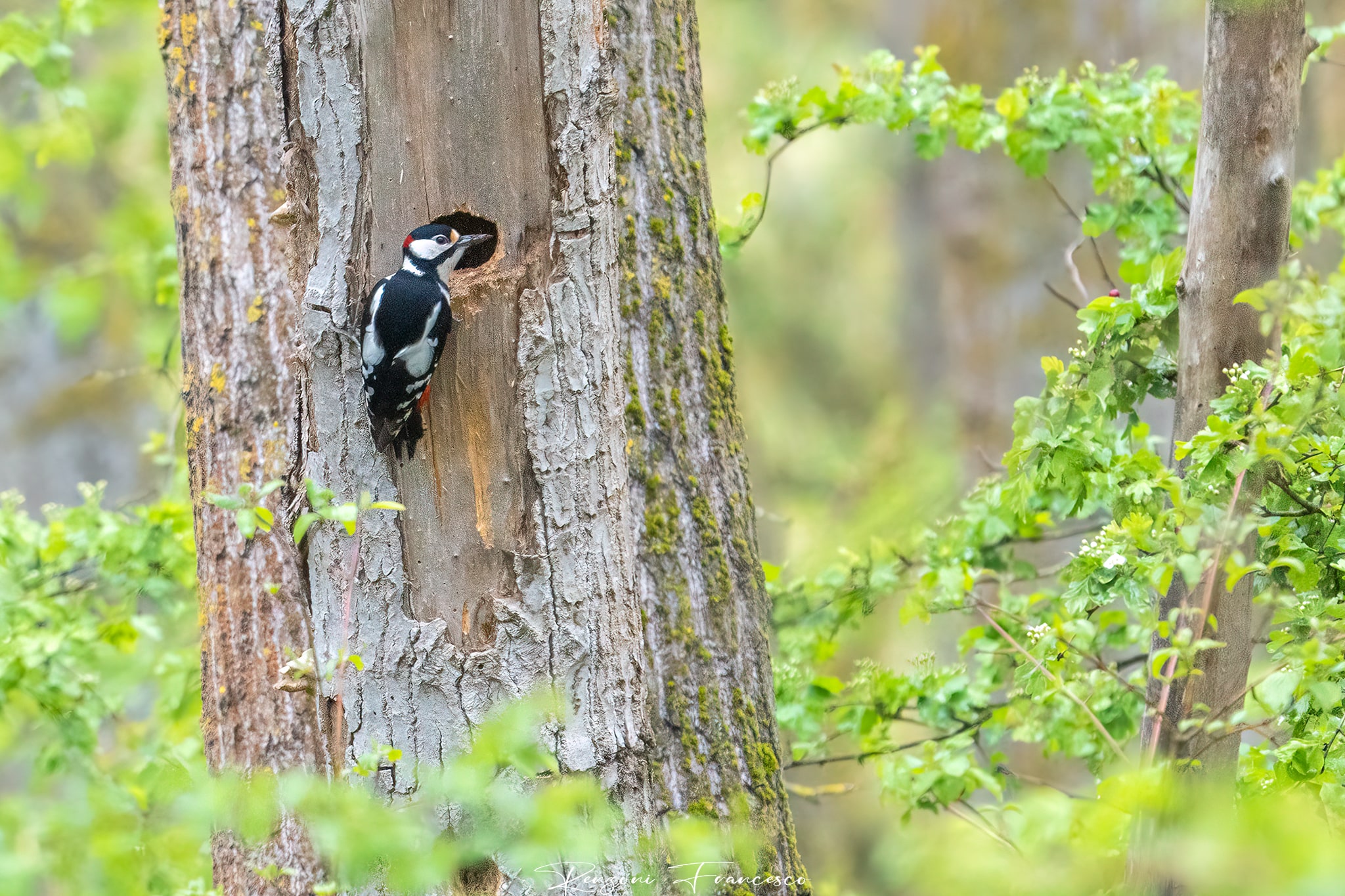 Spotted woodpecker