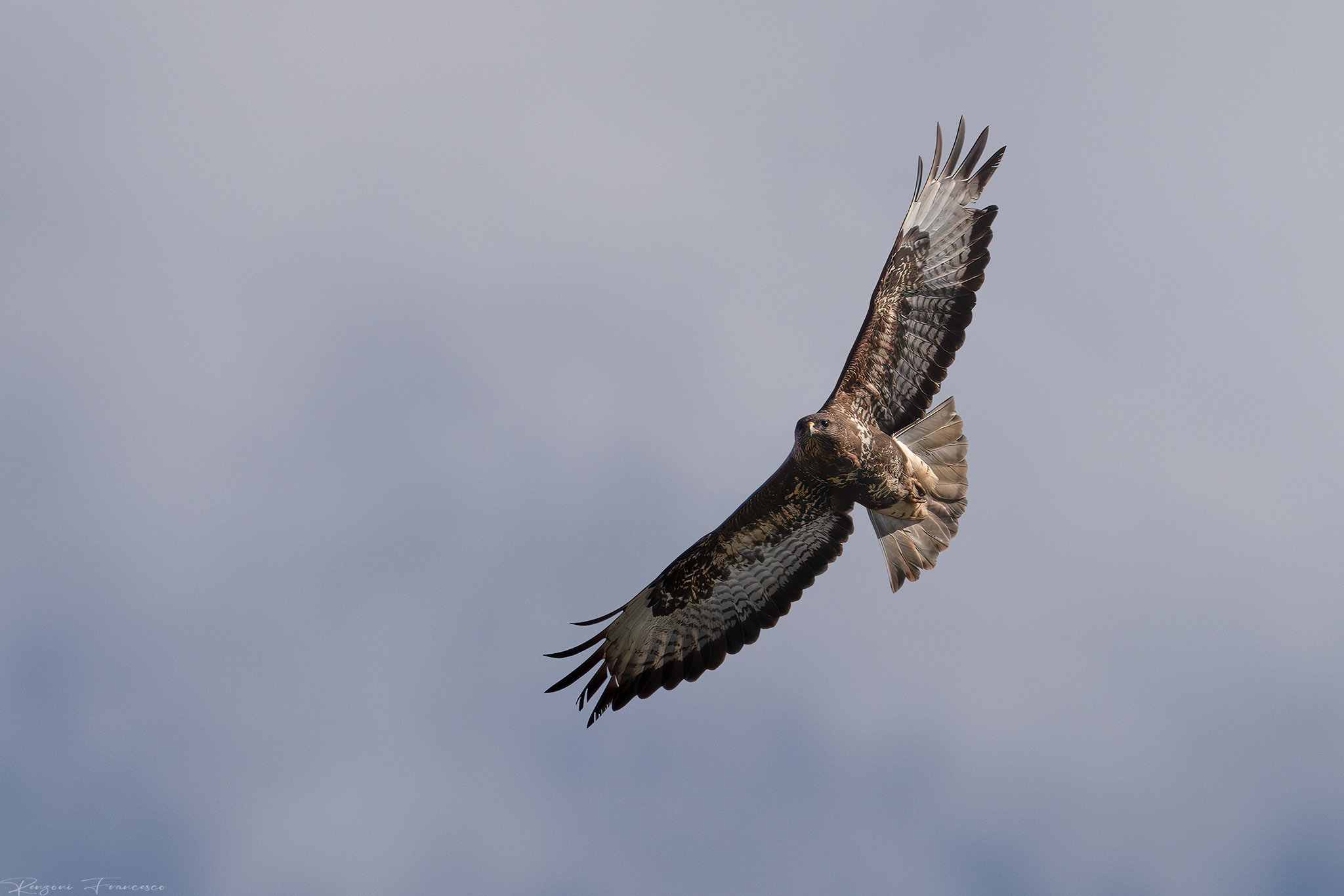 buzzard in flight