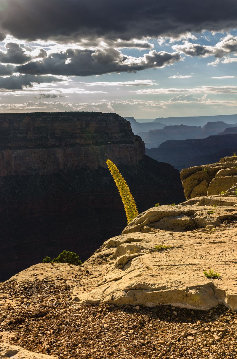 USA - Grand Canyon - South Rim - Arizona