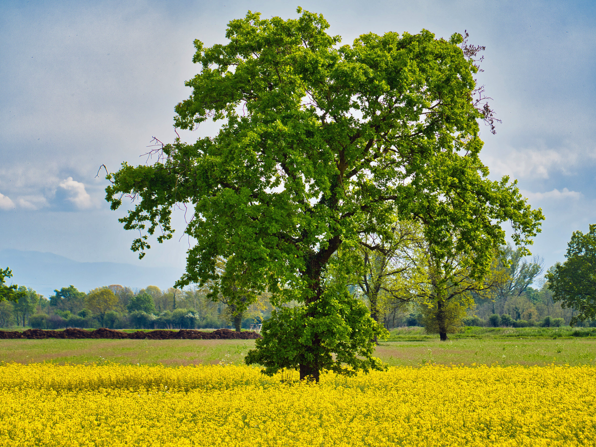 Verde in campo giallo