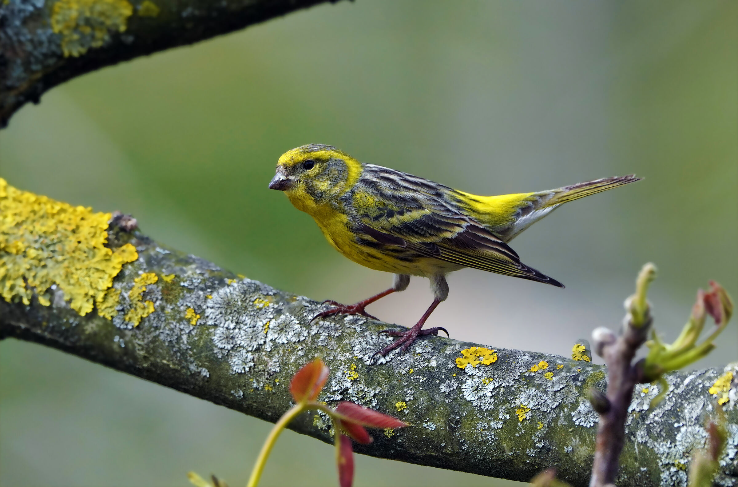 Serin