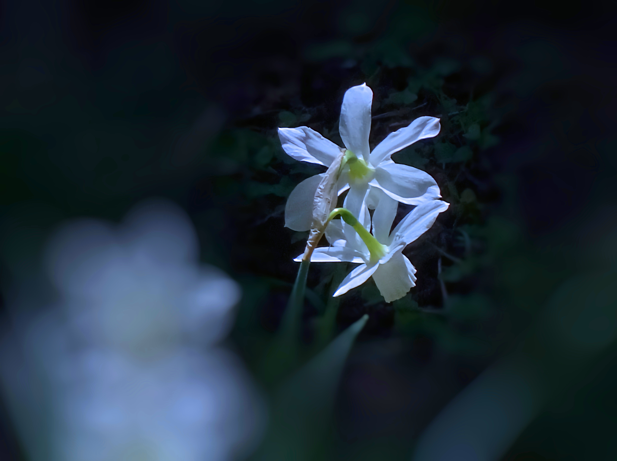 Narcisi - 50x crop.2,50