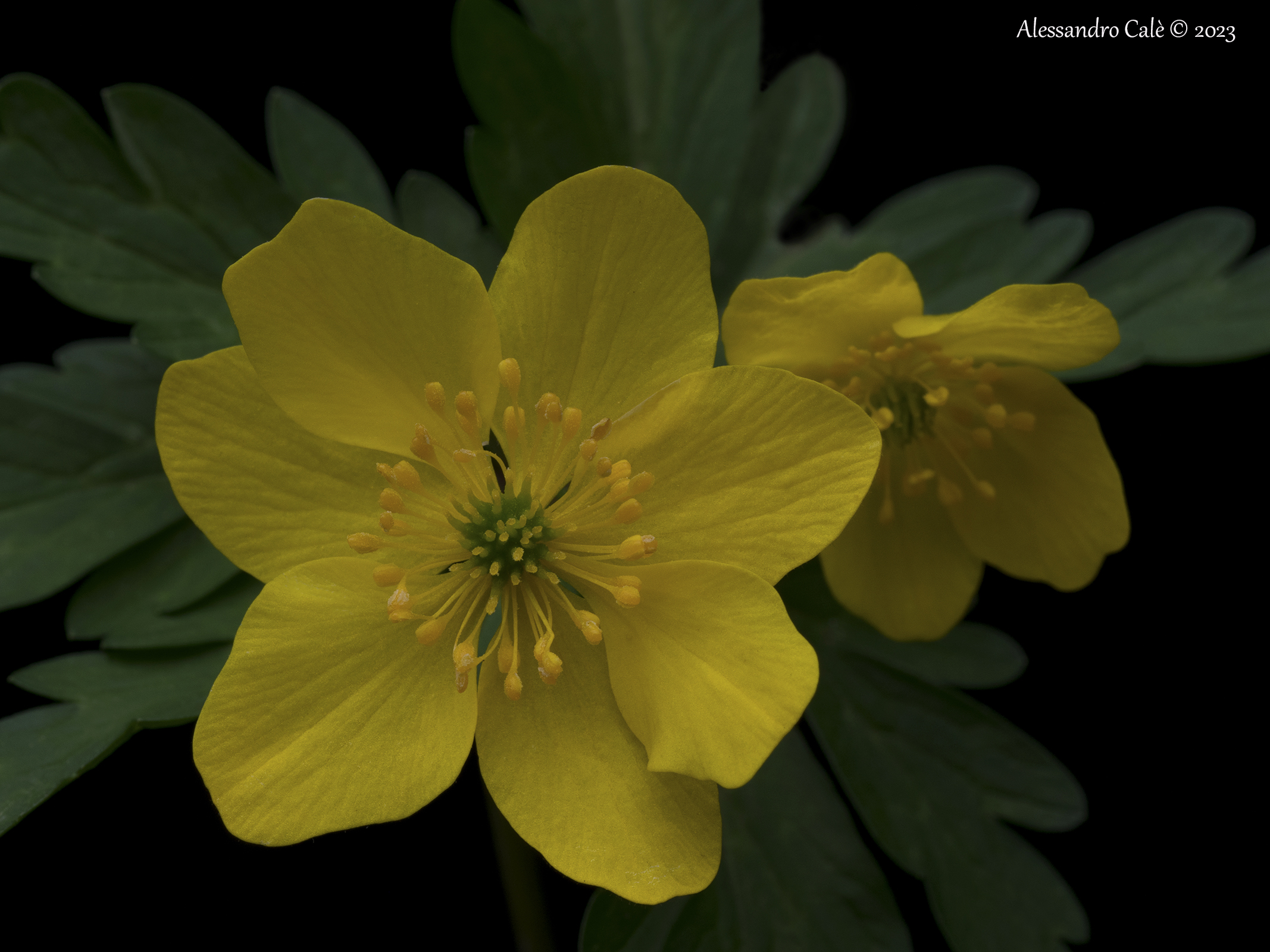 Anemonoides ranunculoides (Yellow Anemone) 5285