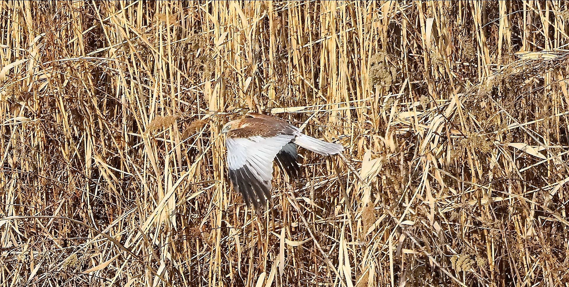 Falco di palude 03-02-2023