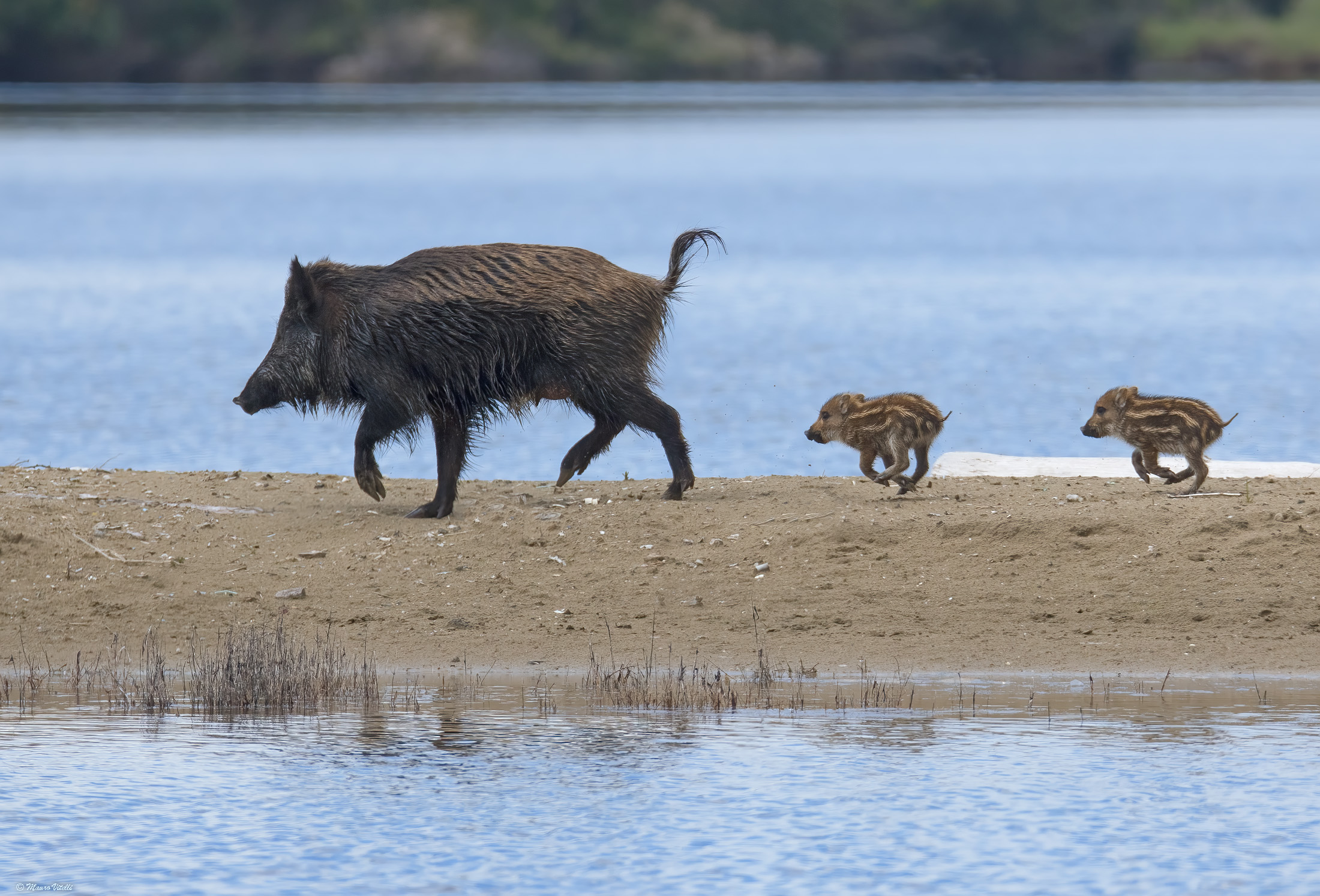 Mom and babies at a trot