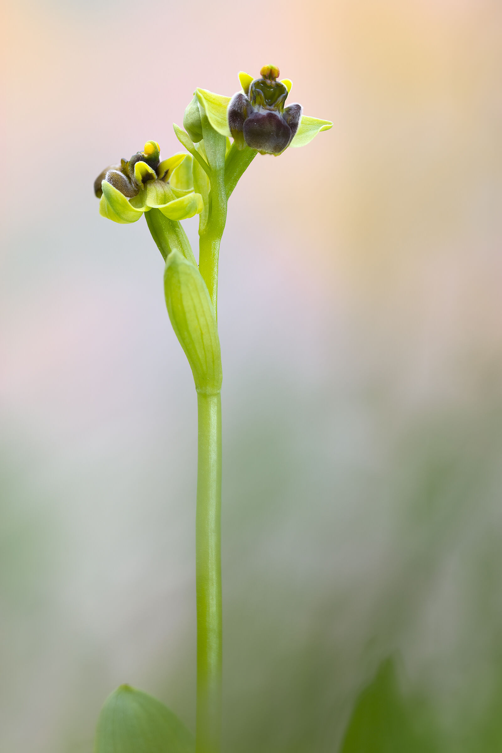 Ophrys bombyliflora