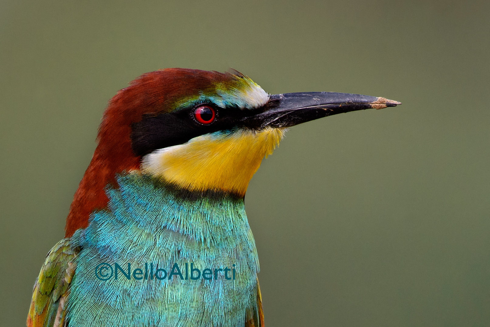 Bee-Eater, classic pose