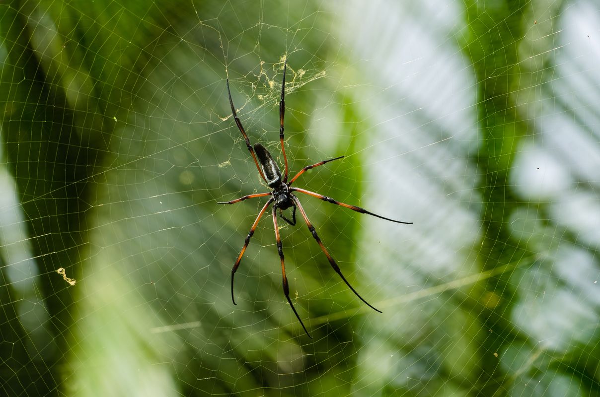 Seychelles - Spider in Curieuse Island