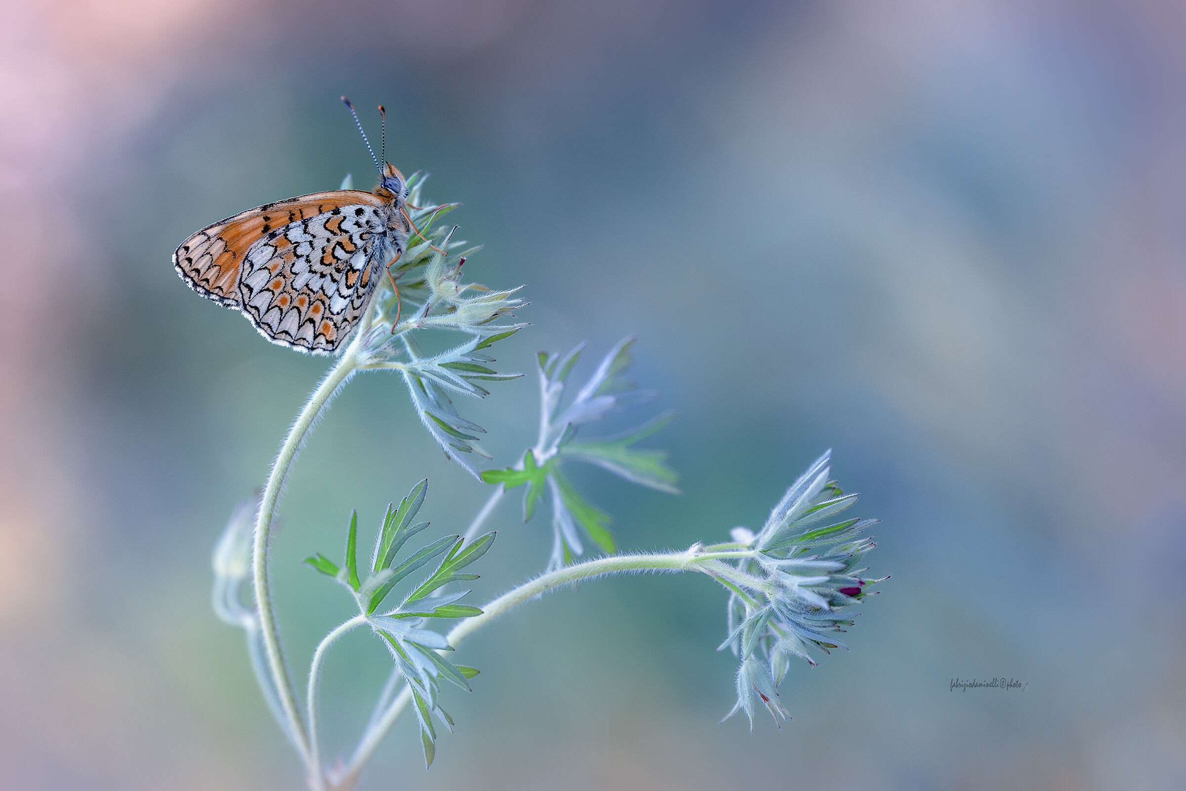 Melitaea phoebe