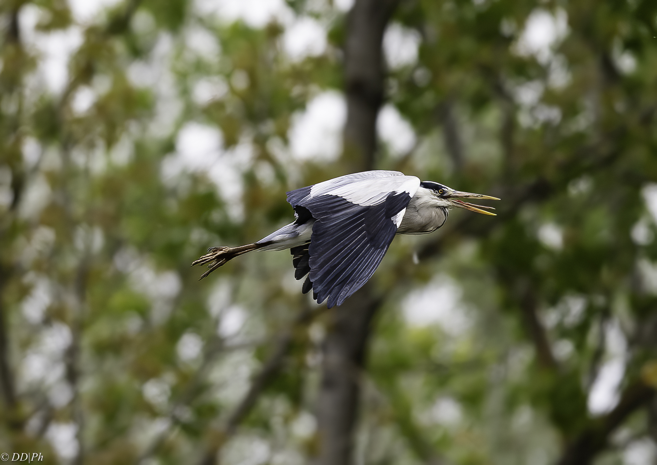 Grey heron