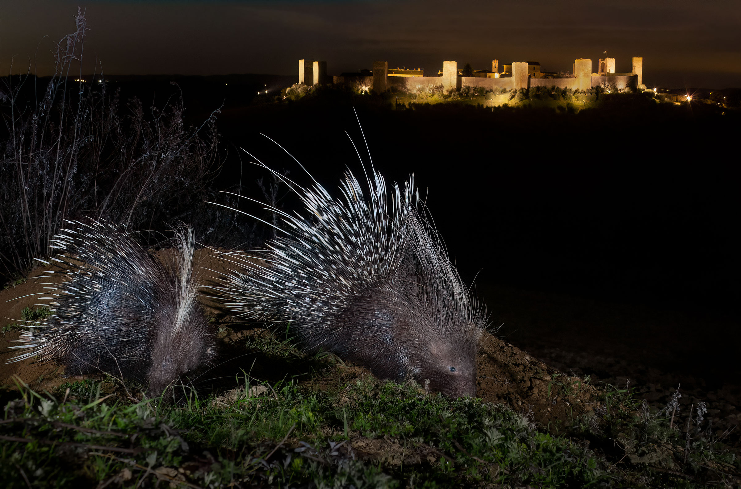 Istrix at the Castle