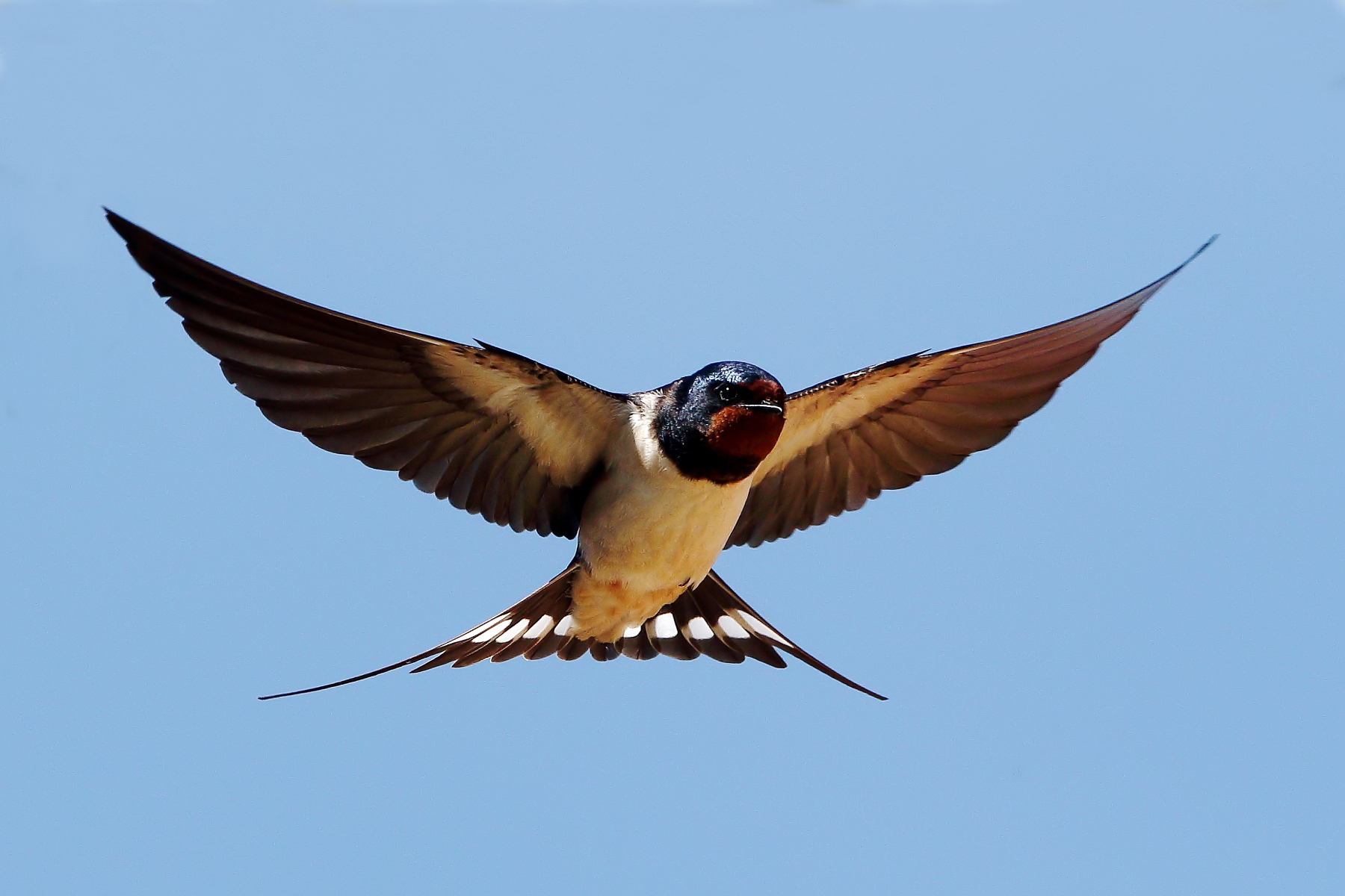 Welcome swallows...